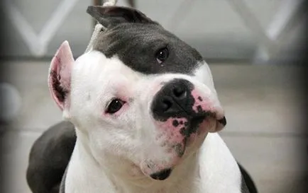 Combaterea rase de câini (50 poze) japoneze cu o față de șobolan, câini amenințător, și o listă de specii, pit bull (câine) Combaterea rase de câini (50 poze) japoneze cu o față de șobolan, câini amenințător, și o listă de specii, pit bull,