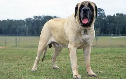 Câine de luptă lista cu fotografii și nume dintre cele mai puternice din lume rase, numele potrivite (nume) Dog Lista rase de luptă cu fotografii și nume dintre cele mai puternice din lume, nume potrivite
