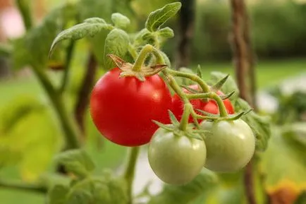 zile faste pentru plantarea tomate pe calendarul lunar, în 2017 (aterizare) zile faste pentru plantarea tomate pe calendarul lunar, în 2017
