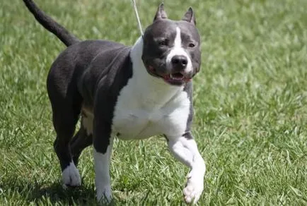 Câine de luptă lista cu fotografii și nume dintre cele mai puternice din lume rase, nume potrivite (foto) Dog Lista rase de luptă cu fotografii și nume dintre cele mai puternice din lume, nume potrivite