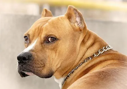 Combaterea rase de câini (50 poze) japoneze cu o față de șobolan, câini amenințător, și o listă de specii, pit bull (rasa) Combaterea rase de câini (50 poze) japoneze cu o față de șobolan, câini amenințător, și o listă de specii, pit bull,