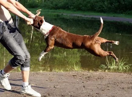 Combaterea rase de câini (50 poze) japoneze cu o față de șobolan, câini amenințător, și o listă de specii, pit bull (foto) Combaterea rase de câini (50 poze) japoneze cu o față de șobolan, câini amenințător, și o listă de specii, pit bull,