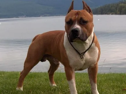 Combaterea rase de câini (50 poze) japoneze cu o față de șobolan, câini amenințător, și o listă de specii, pit bull (rasa) Combaterea rase de câini (50 poze) japoneze cu o față de șobolan, câini amenințător, și o listă de specii, pit bull,