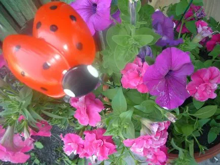 Ladybird din sticle de plastic