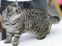 Pisica British longhair - culori, caracterul, istoria (povestea) Pisica longhair britanic - culoare, caracter, istorie