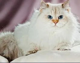 British par lung descriere rasa, caracter, culori reale, fotografii (cat longhair britanic) British par lung descriere rasa, caracter, culori reale, fotografii
