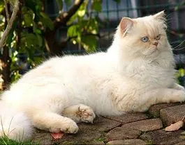 British par lung descriere rasa, caracter, culori reale, fotografii (cat longhair britanic) British par lung descriere rasa, caracter, culori reale, fotografii