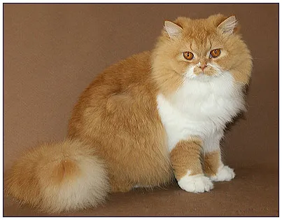 Pisica British longhair - culori, caracterul, povestea (pisica longhair britanic) Pisica longhair britanic - culoare, caracter, istorie