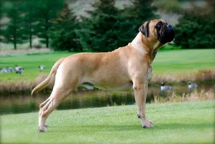 Bullmastiff, caracteristicile rasa, regulile și conținutul educației