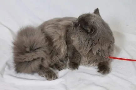 Pisica British longhair - culori, caracterul, povestea (caracter) Pisica longhair britanic - culoare, caracter, istorie
