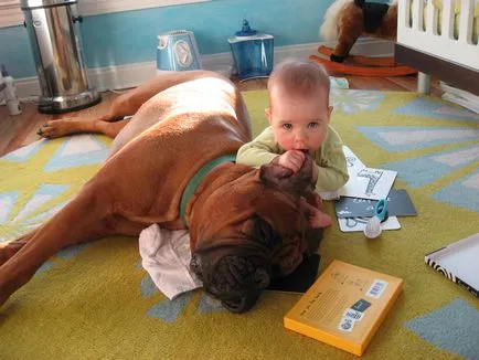 Bullmastiff, caracteristicile rasa, regulile și conținutul educației