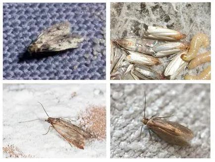 Ce temeri și de larve mol (moli remedii populare) Molii frică și larvele
