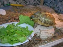 Ce să se hrănească o broască țestoasă teren