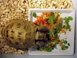 Ce să se hrănească o broască țestoasă teren