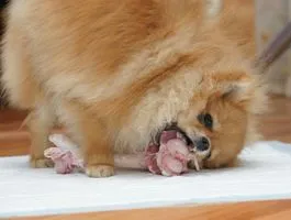Ce să se hrănească o dietă Spitz Pomeranian de pui si adulti
