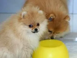 Ce să se hrănească o dietă Spitz Pomeranian de pui si adulti