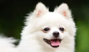 Ce să se hrănească un aliment natural Spitz Pomeranian și hrană uscată