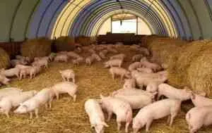 Ce să se hrănească purcei, informații utile, piei chinchilla (hrană pentru animale) Ce să se hrănească purcei, informații utile, piei chinchilla