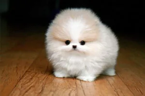 Ce să se hrănească un aliment natural Spitz Pomeranian și hrană uscată