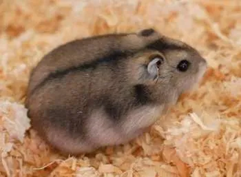 Feedul hamsteri Jungar la domiciliu