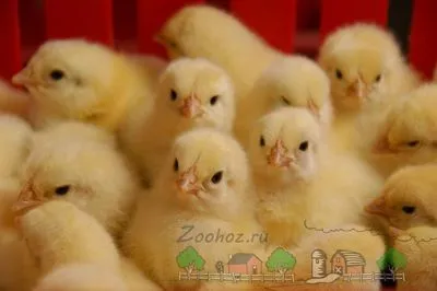 Ce să se hrănească puii în primele zile decât (hrana pentru animale) Ce să se hrănească puii în primele zile decât