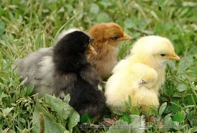 Ce să se hrănească puii în primele zile decât (hrana pentru animale) Ce să se hrănească puii în primele zile decât