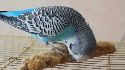 Ce să se hrănească un perus (cu excepția produselor alimentare) în origine (perus hranei pentru animale?) Ce să se hrănească un perus (cu excepția produselor alimentare), în casa