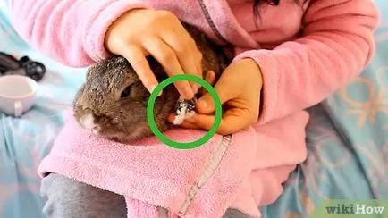 Cum să taie iepure Cum să taie iepure