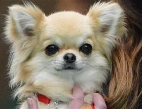 Chihuahua - de îngrijire și întreținere (pentru îngrijirea Chihuahua) Chihuahua - de îngrijire și întreținere