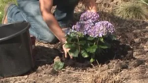 Fertilizat Hortensii în recomandări de primăvară și de toamnă ghid video (recomandări) Fertilizat Hortensii în recomandări de primăvară și de toamnă, instruire video de