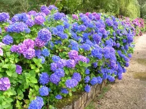 Fertilizat Hortensii în recomandări de primăvară și de toamnă, instruire film (hortensie) Fertilizat Hortensii în recomandări de primăvară și de toamnă, instruire video de