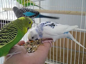 Cele budgerigars de alimentare de origine care dau păsări, cu excepția mixuri gata (ondulate) Cele budgerigars de alimentare de origine care dau păsărilor, cu excepția preamestecate