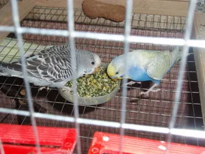 Cele budgerigars de alimentare de origine care dau păsări, cu excepția mixuri gata (interne) Cele budgerigars de alimentare de origine care dau păsărilor, cu excepția preamestecate