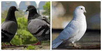 Aceiași porumbei de alimentare la domiciliu și în sălbăticie