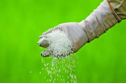 Cum de a fertiliza terenul ca un arc pentru a fertiliza în cazul în care nu există nici un gunoi de grajd, îngrășăminte pentru grădină, care