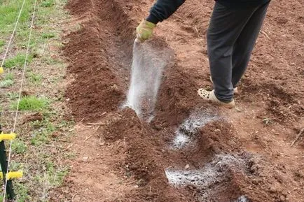 Murdărirea cartofii la plantare în gaură