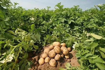 Murdărirea cartofii la plantare în gaură