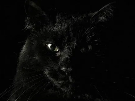 Pisicile negre (18 frumoase fotografii)
