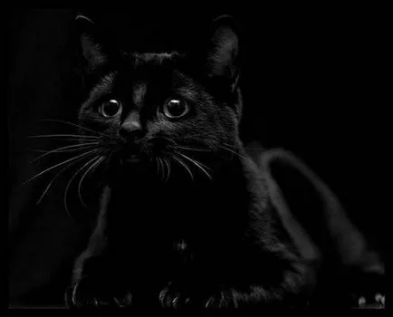 Pisicile negre (18 frumoase fotografii)