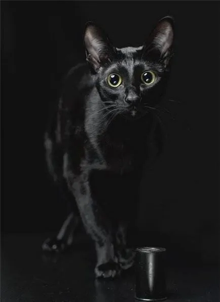 Pisicile negre (18 frumoase fotografii)