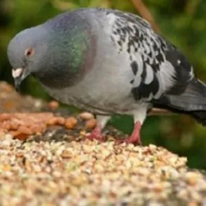 Ca porumbeii mănâncă acasă (porumbei) Ca porumbeii mănâncă acasă
