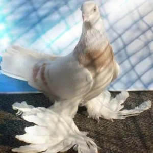 Ca porumbeii mănâncă la domiciliu (home) Ca porumbeii mănâncă acasă