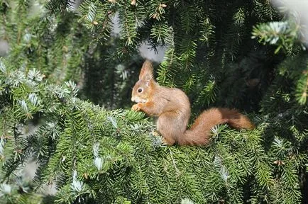 Aceasta proteina mananca 15 fapte, 5 întrebări, casa 30 fotosvoy în localitate