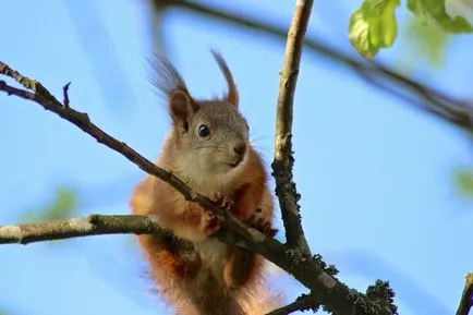 Aceasta proteina mananca 15 fapte, 5 întrebări, casa 30 fotosvoy în localitate