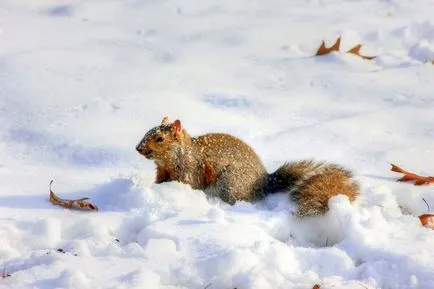 Aceasta proteina mananca 15 fapte, 5 întrebări, casa 30 fotosvoy în localitate