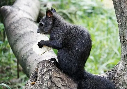Aceasta proteina mananca 15 fapte, 5 întrebări, casa 30 fotosvoy în localitate