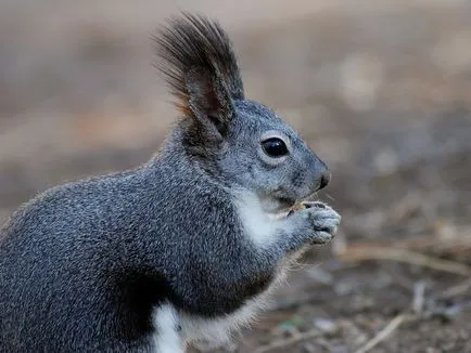 Aceasta proteina mananca 15 fapte, 5 întrebări, casa 30 fotosvoy în localitate