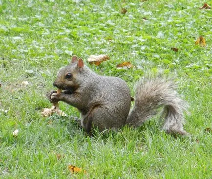 Aceasta proteina mananca 15 fapte, 5 întrebări, casa 30 fotosvoy în localitate