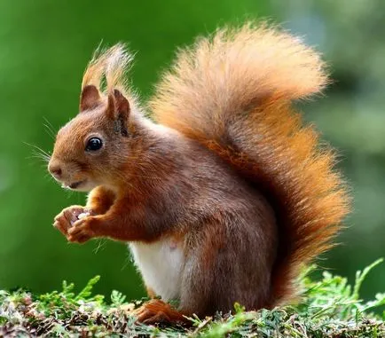 Aceasta proteina mananca 15 fapte, 5 întrebări, casa 30 fotosvoy în localitate
