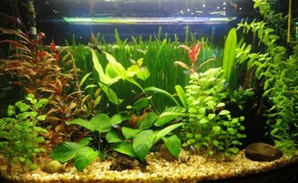 Ce ai nevoie pentru un acvariu acasă (Aquarium) Ce ai nevoie pentru un acvariu acasă